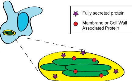 Figure 1.3. Exported Proteins of M. tuberculosis. M. tuberculosis bacilli (represented in green)  grow within the phagosome (yellow) of macrophages (blue)