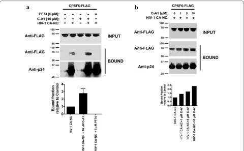 Fig. 7 C‑A1 enhances capsid binding to CPSF6. a Cellular extracts expressing CPSF6‑FLAG were incubated with in vitro assembled HIV‑1 CA–NC complexes at room temperature for 1 h in the presence of C‑A1 or PF74