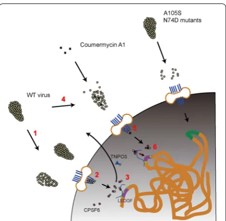 Fig. 8 Model of C‑A1 mode of action. (1) HIV‑1 uncoating in the cytoplasm and at the nuclear pore