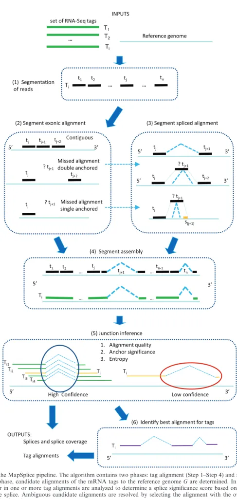 Figure 1. An overview of the MapSplice pipeline. The algorithm contains two phases: tag alignment (Step 1–Step 4) and splice inference (Step 5–Step 6)