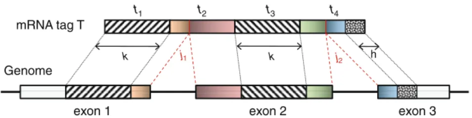 Figure 2. A portion of an mRNA transcript sampled by tag T consists of the 3 0 end of exon 1, all of exon 2 and the 5 0 end of exon 3