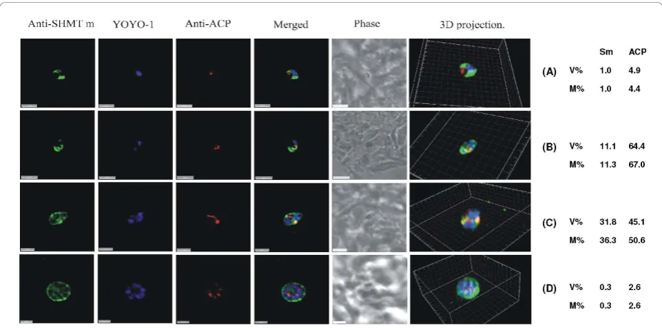 Figure 6in the medial section. (D) Post-mitotic schizont showing little spatial coincidence of PfSHMTm and the multiple apicoplasts (scale bars 3 μm)