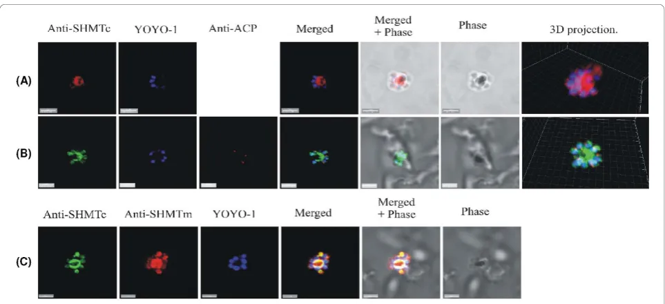Figure 8 Positive control images using endogenously expressed DsRED-tagged ACP instead of anti-ACP antibodiesprimary antibody, anti-PfSHMTc, with expressed DsRED tagged Pf ACP, was aimed at eliminating any possibility of artifactual fluorescence arisingfro