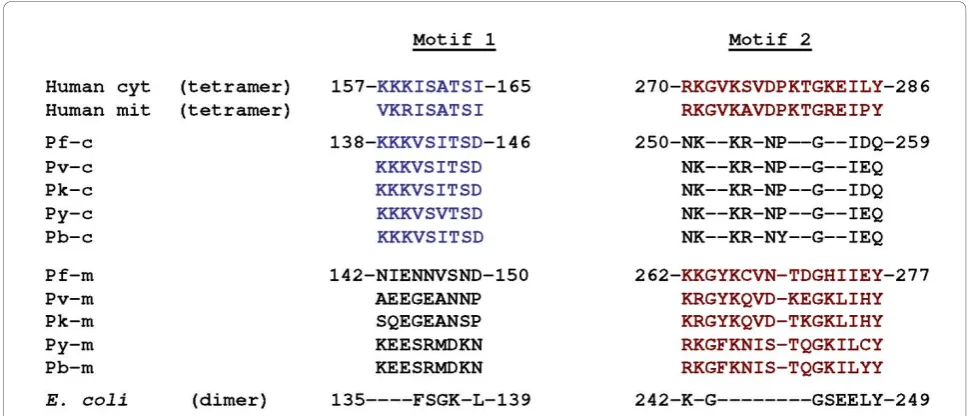 Figure 12 Potential interactions between PfSHMTc and PfSHMTmpossess only Motif 2 (red text), suggesting that heterotetramers could be formed by a combination of (PfSHMTc)