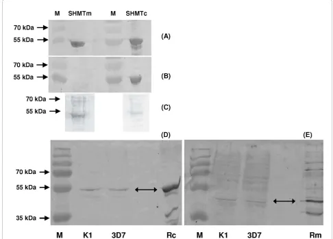 Figure 1 Specificity of the polyclonal anti-PfSHMT preparationsgenes encoding PfSHMTc (PFL1720w) and PfSHMTm (Pf14_0534) probed on western blots with (A) anti-polyhistidine IgG, (B) the anti-PfSHMTcand (C) the anti-PfSHMTm preparations used for subsequent 