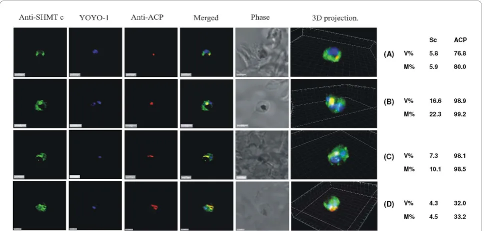 Figure 4 PfSHMTc immunofluorescence images showing localization in the apicoplast. (A) Mid-trophozoite showing the co-localization ofplastid specific fluorescence with PfSHMTc fluorescence