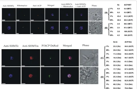 Figure 5 Triple-labelling experiments. (A) and (B) Combined mitochondrial and apicoplast images probed with anti-PfSHMTc