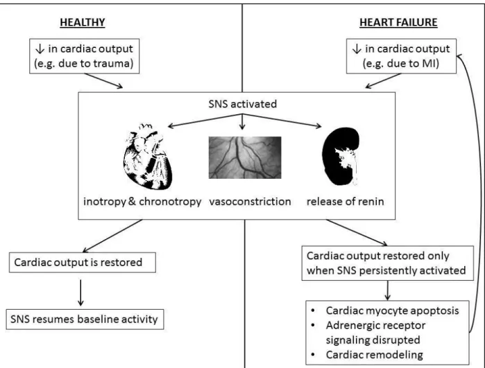 Figure 1. Comparison of healthy SNS activation and in heart failure. 