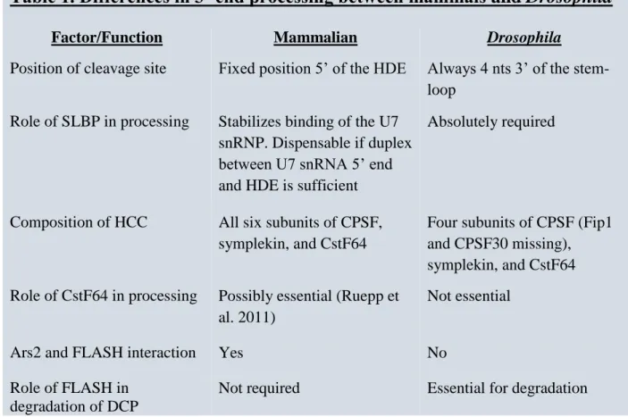Table 1. Differences in 3’ end processing between mammals and Drosophila  