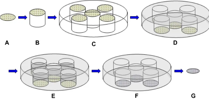 Figure 1 The process of transferring nanopatterns from polystyrene beads to PLGA films through the use of PDMs molds