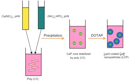 Figure 1 Fabrication of lipid-coated calcium phosphate nanoparticles.Abbreviations: CaP, calcium phosphate; LCP, lipid-coated calcium phosphate nanoparticles; poly (I:C), polyinosinic acid-polycytidylic acid.
