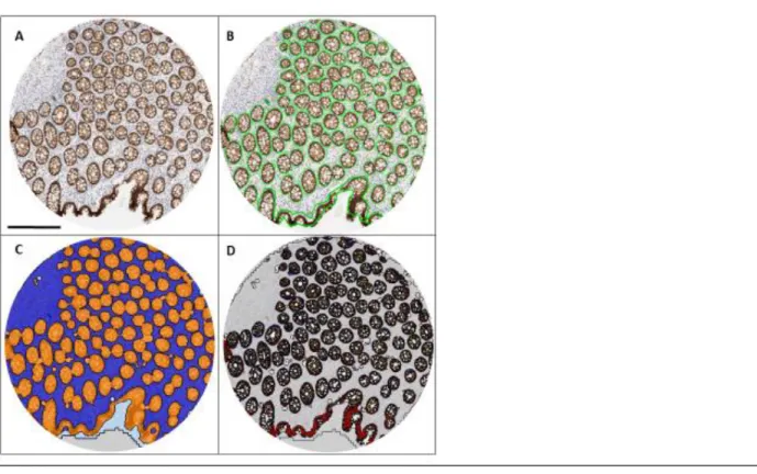 Figure 6. Illustration of Tissue Studio analysis of normal colon tissue 