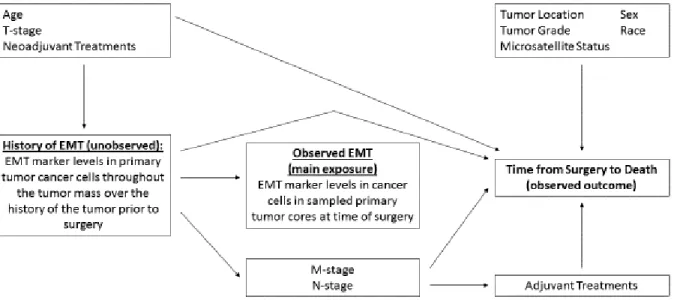 Figure 8. Directed acyclic graph (causal diagram) depicting postulated relationships between  primary tumor cancer cell EMT marker expression, time-to-death, and other variables  