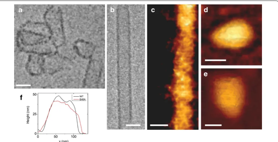 Fig. 2 High resolution topographic imaging of WT conical CA assemblies using quantitative imaging (QI) mode AFM