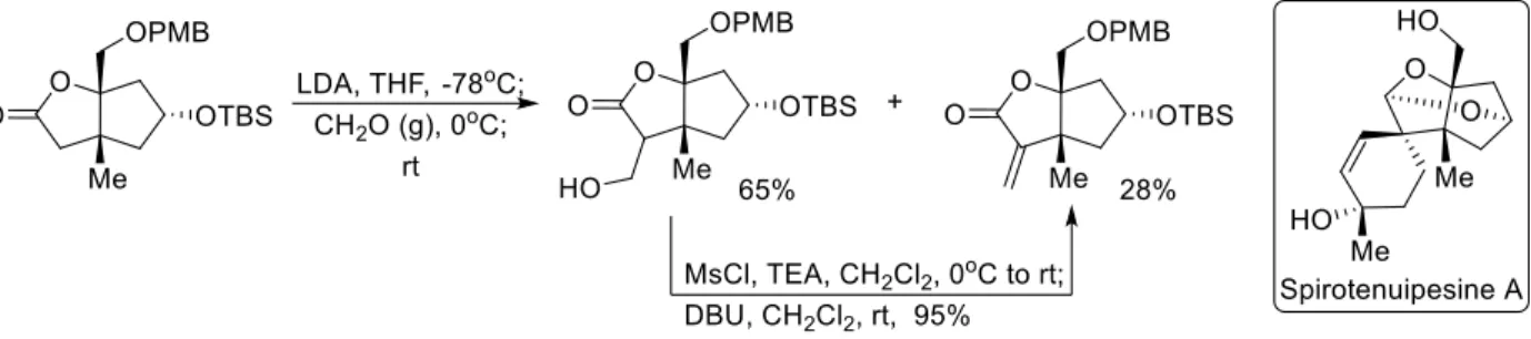 Figure 2.6: Aldol-elimination strategy for α-methylene installation 