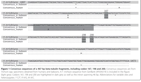 Figure 1 Consensus sequences of a 467 bp beta-tubulin fragments, including codon 167, 198 and 200