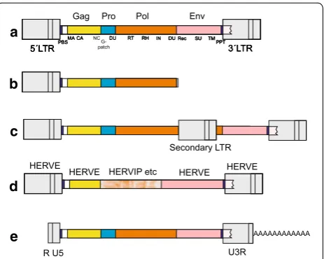 Fig. 1 Some retroviral genetic structures encountered during this work. a Prototypical provirus, with genes and subgenes