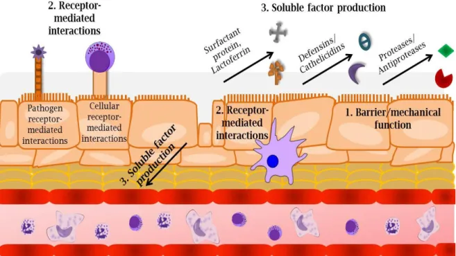 Figure 1-1. Respiratory epithelial cells function as an “orchestrator” to initiate,  coordinate, and respond to inhaled stimuli