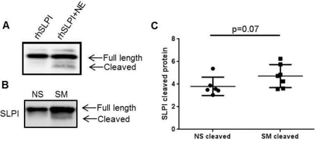 Figure 2-5. Extracellular posttranslational modification of SLPI.  