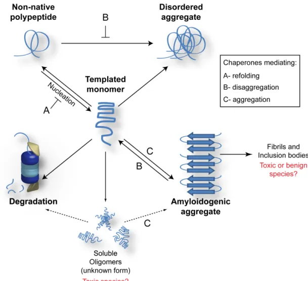 Figure 1.1 Protein folding and amyloid formation.  