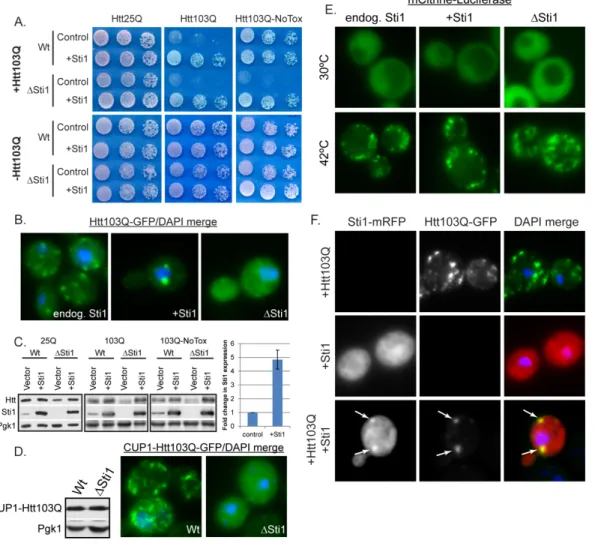 Figure 2.1 Sti1 suppresses Htt103Q toxicity and reorganizes Htt103Q-GFP foci   (A) Impact of Sti1 upon Htt103Q growth defect as monitored by cell growth assay plated  in fivefold dilutions