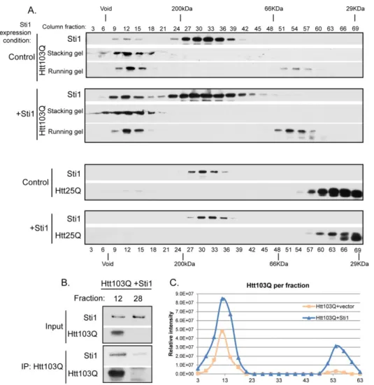 Figure 2.3 Sti1 co-fractionates with high molecular weight forms of Htt103Q  