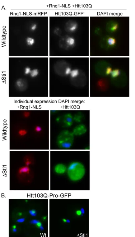 Figure 2.6 Sti1 is not required for Rnq1-NLS relocalization of Htt103Q to the  nucleus  