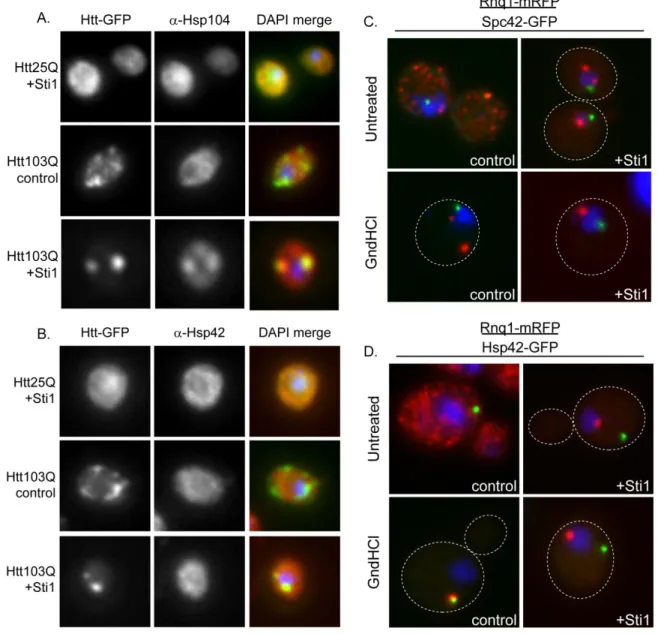 Figure 2.7 The StiF is a juxtanuclear compartment for amyloid-like proteins   (A and B) Localization of endogenous (A) Hsp104 or (B) Hsp42 as monitored by  immunofluorescence using Htt103Q as a StiF marker