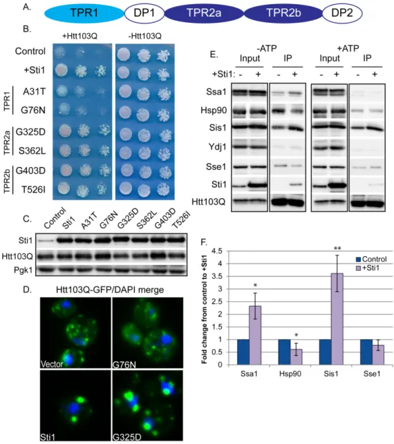 Figure 2.8 Sti1 reorganizes complexes that contain Htt103Q and Hsp70   (A) Diagram of Sti1’s domain structure