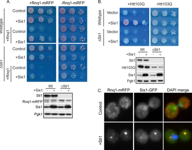 Figure 2.9 Sti1 and Sis1 cooperate to regulate Rnq1 and Htt103Q toxicity  