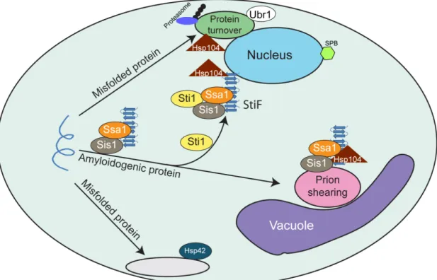 Figure 2.10 Model for StiF formation  