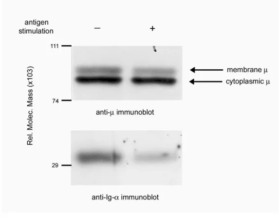 Figure 2.1. Antigen stimulation induces BCR destabilization in K46μ cells. Anti- μ  and  anti-Ig- α  immunoblots of anti- μ  immunoprecipitates