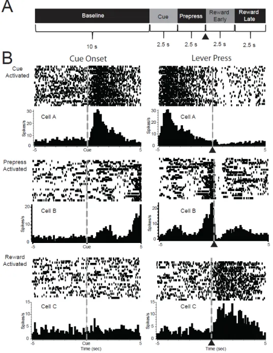 Figure 2.3 NAc neurons are activated during different components of the risky decision  making task