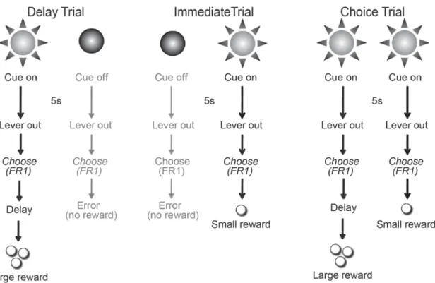 Figure 3.1 Schematic representation of delay discounting task. On delay trials (left panel), a  cue light was presented for 5s and was followed by the extension of two response levers