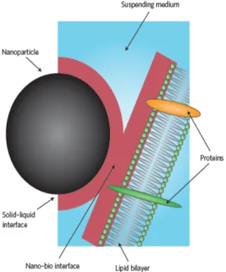 Figure 2. The nano-bio interface.  Taken from Nel et al (38), this figure is a depiction of a  potential interaction of the cell membrane with a nanoparticle that has absorbed components  of the suspending medium (whether it be proteins, surfactants, lipid