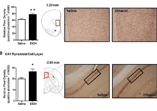 Figure 2.1: Effect of acute ethanol administration (2g/kg, i.p.) on 3α,5α-THP 