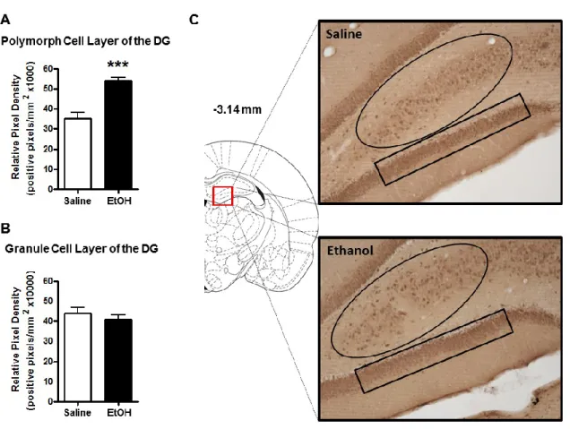 Figure 2.2: Effect of acute ethanol administration (2g/kg, i.p.) on 3α,5α-THP  immunoreactivity in the polymorph and granule cell layers of the DG
