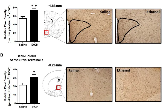 Figure 2.3: Effect of acute ethanol administration (2g/kg, i.p.) on 3α,5α-THP  immunoreactivity in the PVN of the hypothalamus and BNST