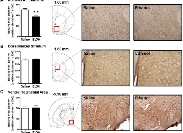 Figure 2.4: Effect of acute ethanol administration (2g/kg, i.p.) on 3α,5α-THP  immunoreactivity in NAc “shore” (core/shell border), DMS, and VTA