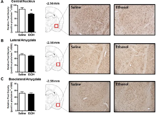 Figure 2.5: Effect of acute ethanol administration (2g/kg, i.p.) on 3α,5α-THP  immunoreactivity in CeA,  lateral amygdala, and basolateral amygdala