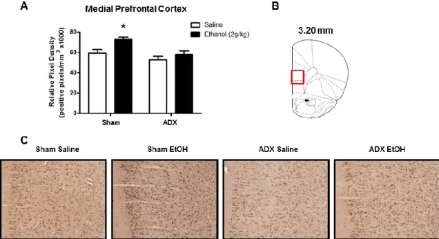 Figure 3.2: Effect of ethanol (2g/kg, i.p.) on 3α,5α-THP immunoreactivity in the mPFC  of rats subjected to sham surgery or ADX