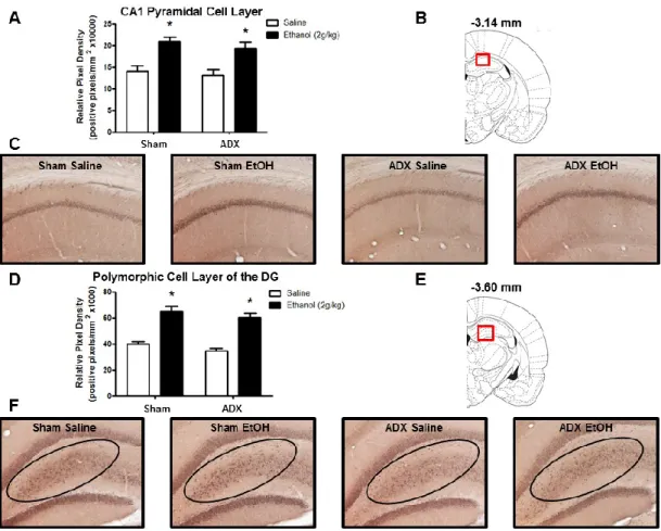 Figure 3.3: Effect of ethanol (2g/kg, i.p.) on 3α,5α-THP immunoreactivity in the CA1 