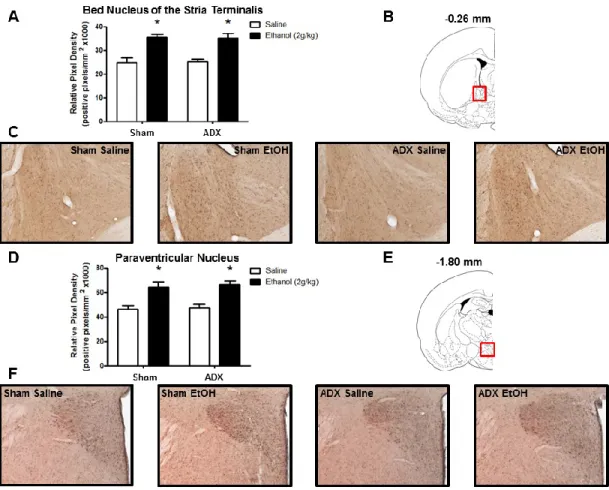Figure 3.4: Effect of ethanol (2g/kg, i.p.) on 3α,5α-THP immunoreactivity in the BNST  and PVN of the hypothalamus following sham surgery or ADX