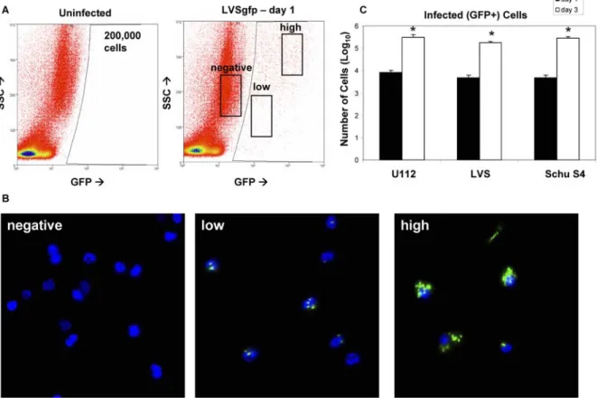 Figure 3.1. Identifying Francisella-infected lung cells. 