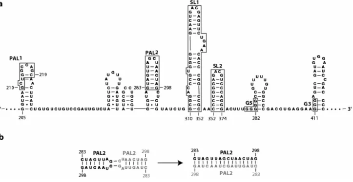 Figure 1.3. Conventional RNA secondary structure for a representative portion of the dimer  linkage sequence