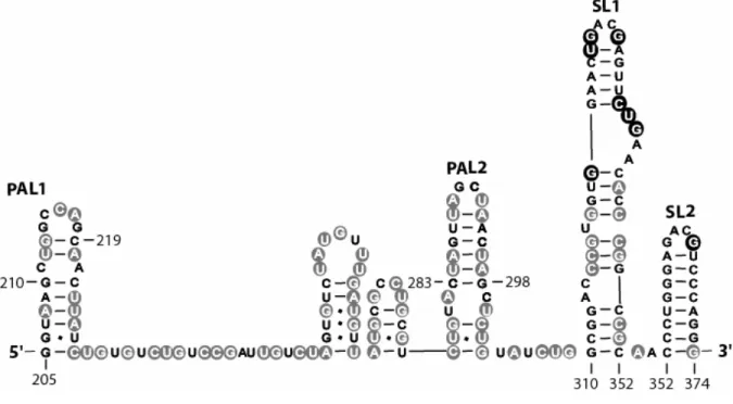 Figure 1.4. Exploratory Pb 2+  cleavage probing data superimposed on the conventional  secondary structure of the minimal dimerization active sequence (MiDAS, nt 205-374) in  monomer form