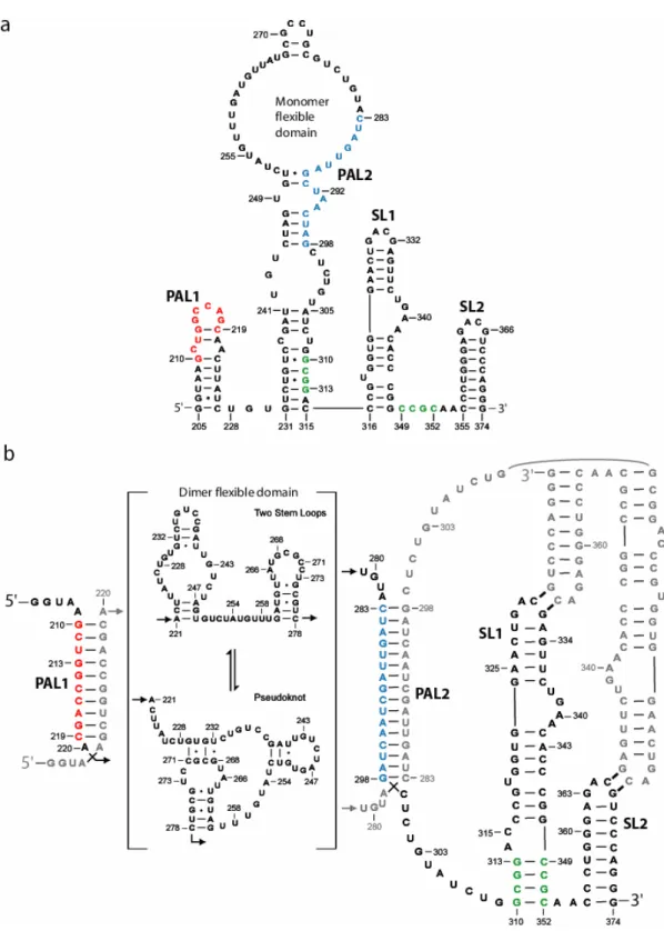 Figure 1.6. Secondary structural models for (a) monomer and (b) final dimer states in the  MiDAS
