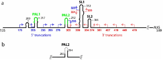 Figure 2.1.  5'-Untranslated region of MuSV.  Conserved sequences and conventionally  proposed secondary structures are illustrated schematically