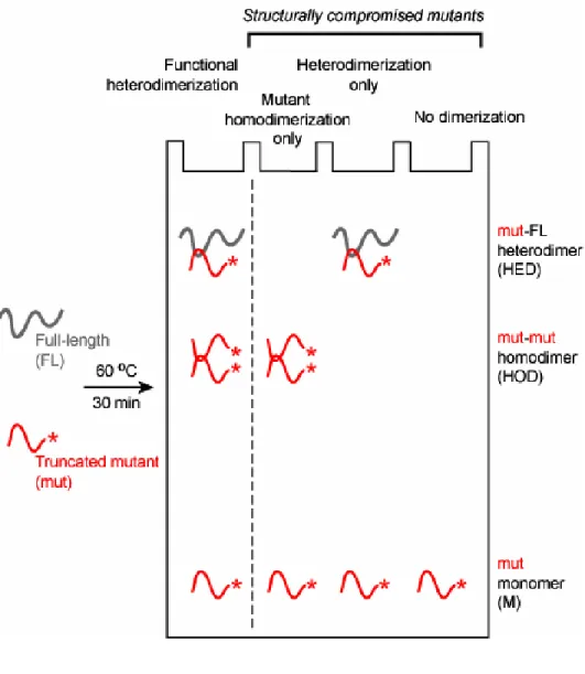 Figure 2.2.  Competitive-dimerization assay for stringent definition of RNA structures  essential for dimerization