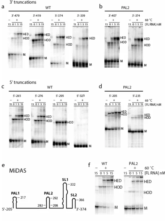 Figure 2.3.  The minimal dimerization active sequence for MuSV defined by competitive  dimerization